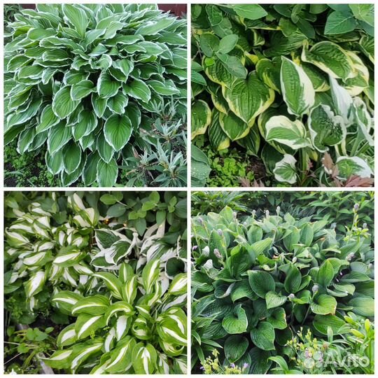 Хосты сортовые и астильбы