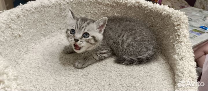 Британские котята