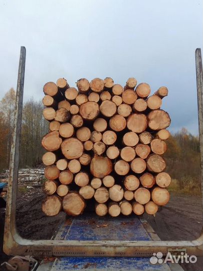 Лес кгруляк опт