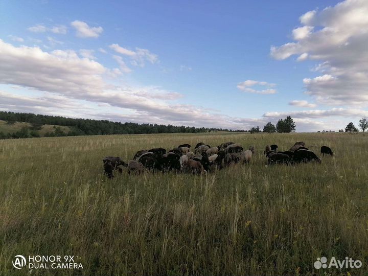 Овцы бараны