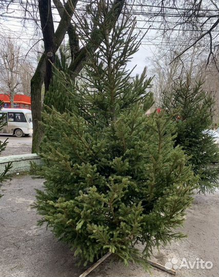 Ель новогодняя живая оптом и розница с доставкой