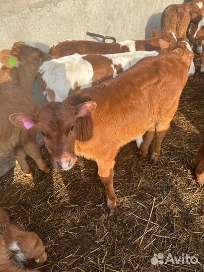 Телята бычки скот с доставкой до двора