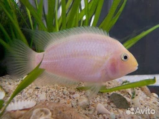 Цихлозомы. Фламинго и Чернополосые