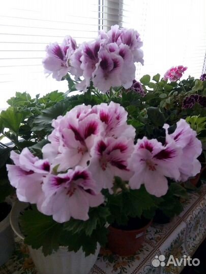 Королевская герань