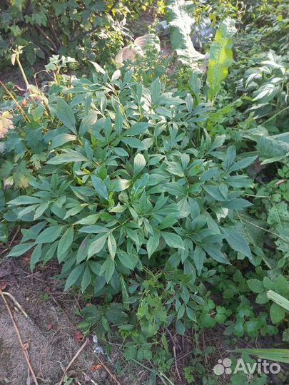 Пион розовый кустики, ирисы