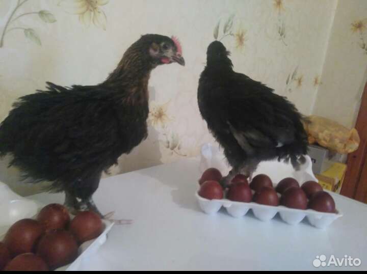 Петух Куры Маран