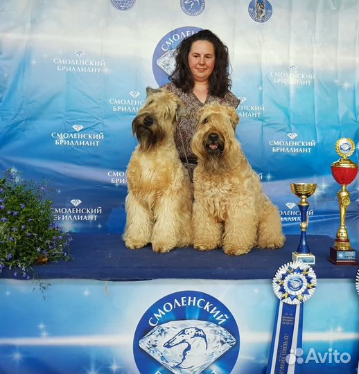 Питомник РКФ предлагает щенков пшеничного терьера