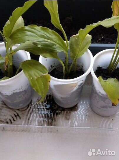 Спатифиллум