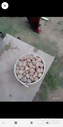 Картофель мелкий на корм скоту