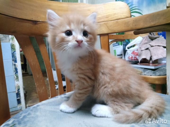 Котята в добрые руки бесплатно