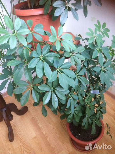 Домашние цветы