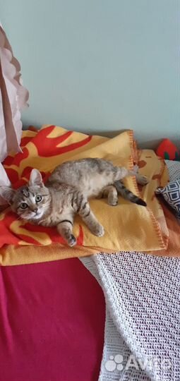 Котик котенок