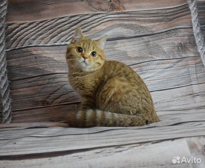 Клубная британка кошечка