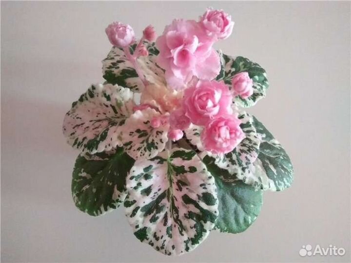 Детки сортовых фиалок