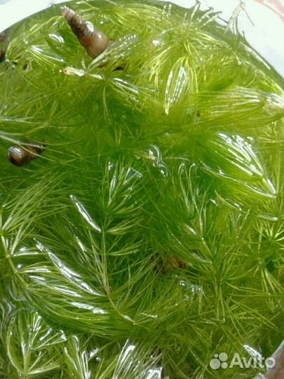 Аквариумные креветки Талнах