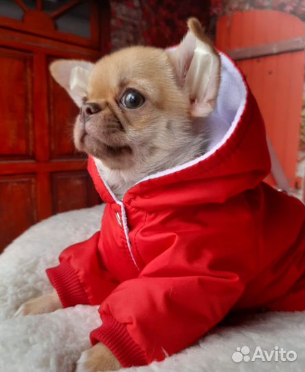 Чихуахуа девочки