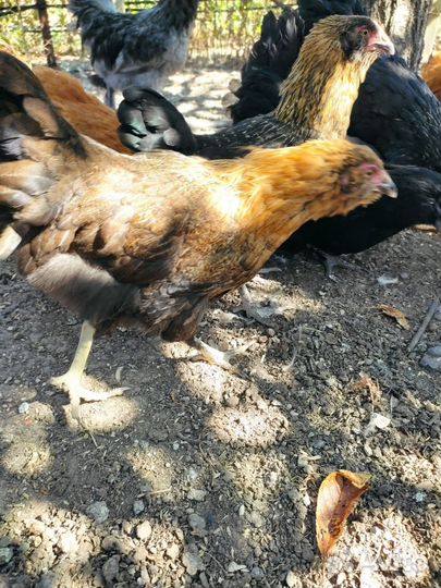 Куры молодки