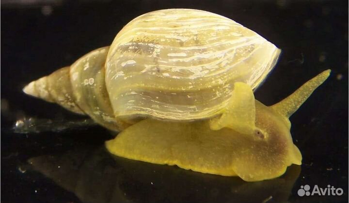 Улитки аквариумные катушки