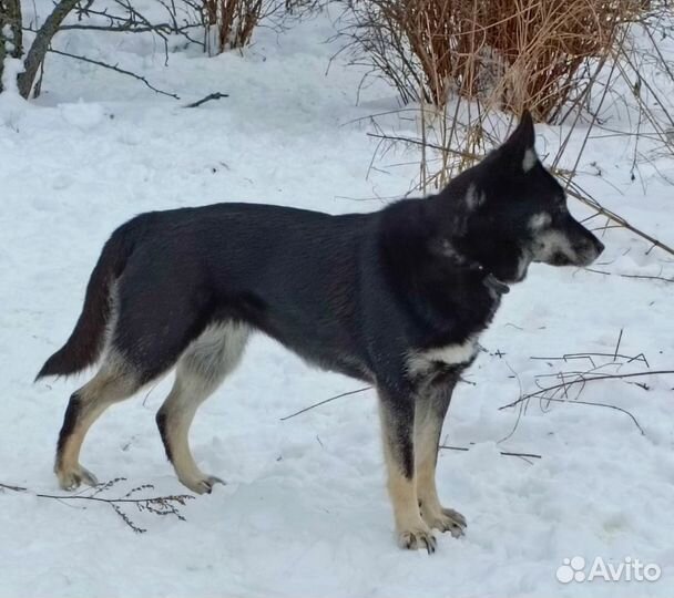 Овчарка в дар