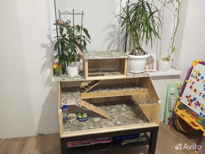 Морская свинка с домом