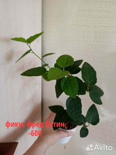 Комнатные цветы