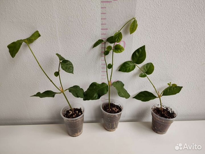 Жасмин Самбак, Гардения