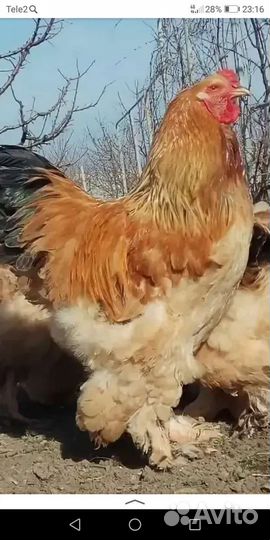 Петухи породные