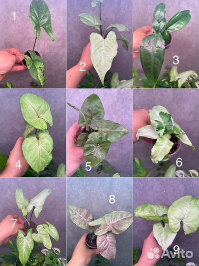 Сингониумы