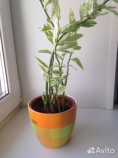 Синадениум гранта и бегония