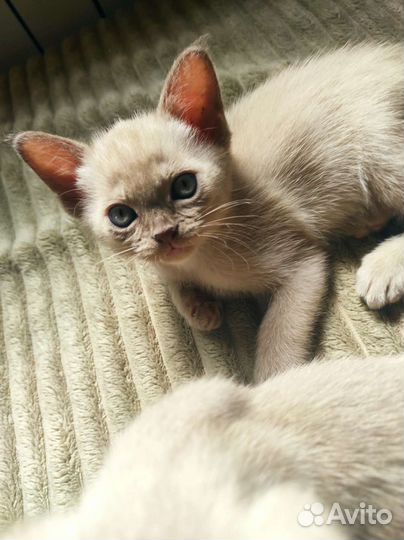 Европейская бурма. Котята