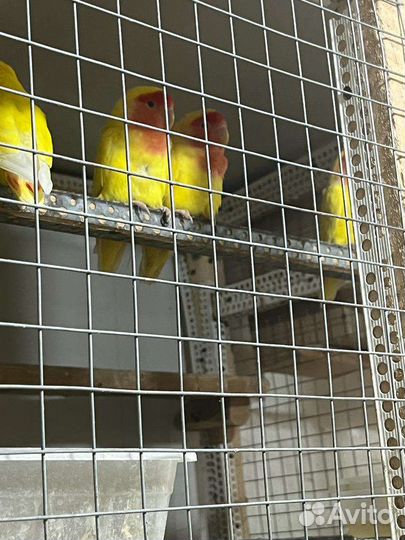 Попугай Неразлучники