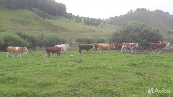 Крс телки-нетели