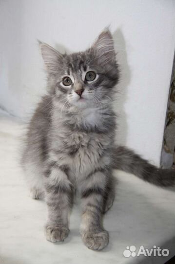 Котята в добрые руки бесплатно