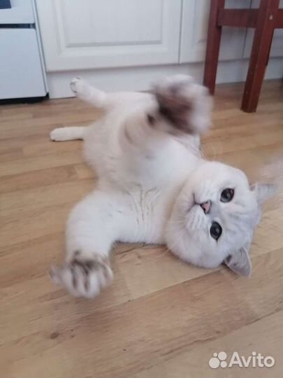 Вязка кот британская серебристая шиншилла