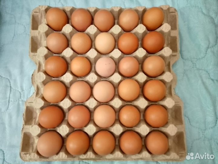 Яицо куриное домашнее