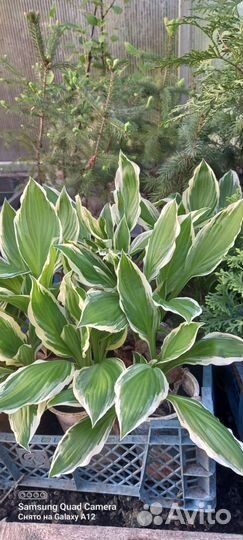 Туи, ель конадка, хосты и сперея