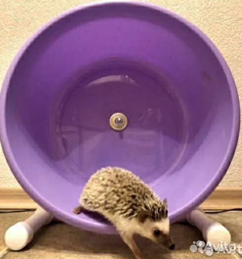 Беговые колеса для ежей и теплые мягкие домики