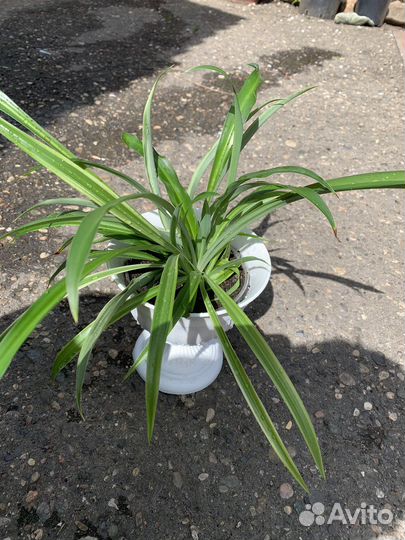 Хлорофитум