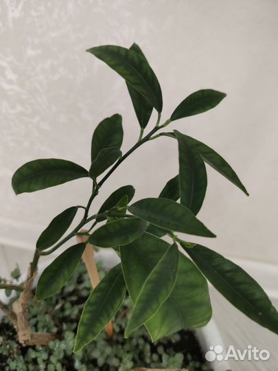 Цитрусовые плодоносящие