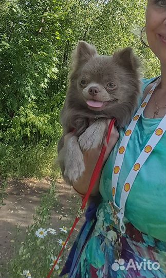 Чихуахуа для вязки