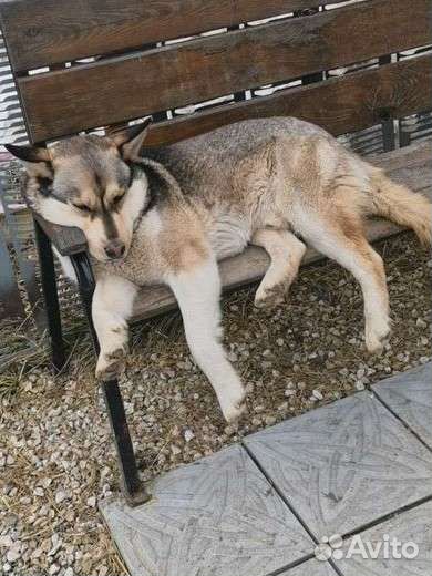 Сибирский хаски