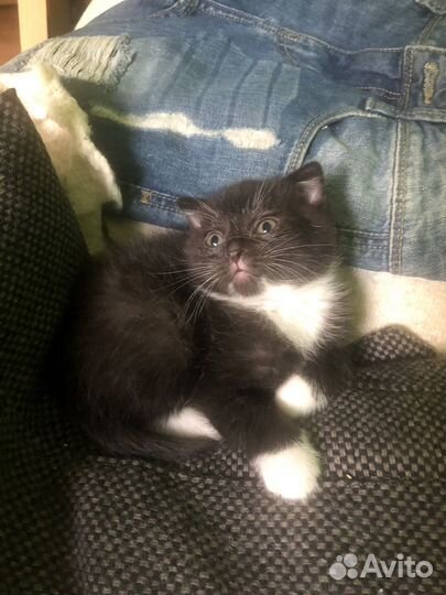 Шотландский вислоухий девочка 2 мес