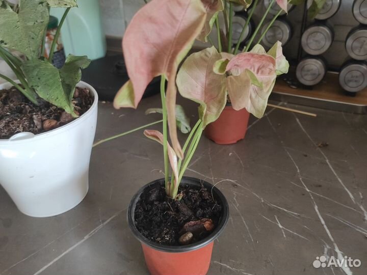 Сингониумы