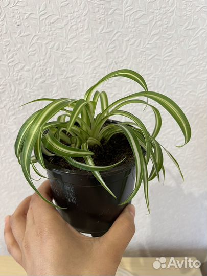Хлорофитум кудрявый