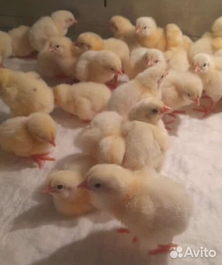 Бройлерные цыплята кобб500 Испания от 14.06, 6.07
