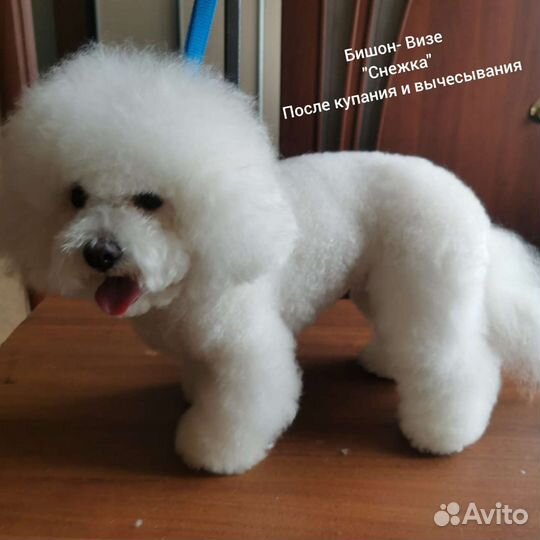 Услуги грумера