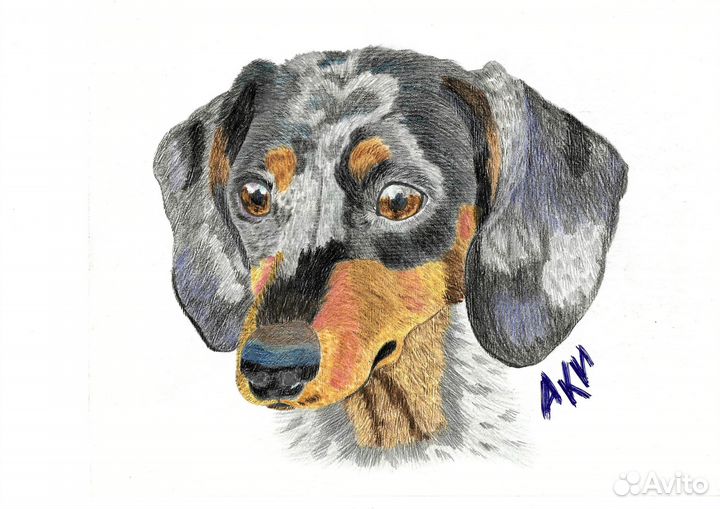 Питомцу в подарок