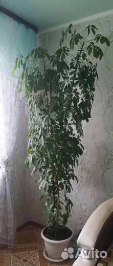 Домашние цветы. Шеффлера 2.5 m