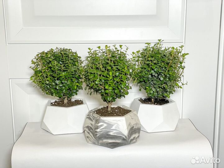 Бонсай мирсина XL дерево подарок букет цветы