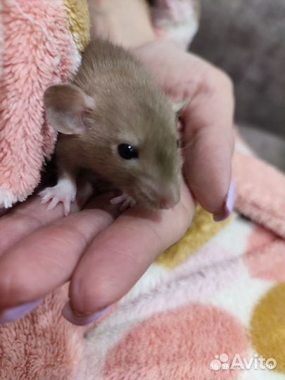 Крыса дамбо